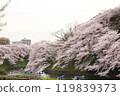 千鳥淵的櫻花 119839373