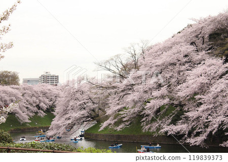 Cherry blossoms in full bloom and boating at Chidorigafuchi Greenway, a famous cherry blossom viewing spot in Tokyo Cherry blossoms in full bloom and boating at Chidorigafuchi Greenway, a famous cherry blossom viewing spot in Tokyo 119839373