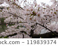 千鳥淵的櫻花 119839374