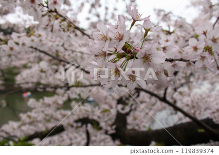 千鳥淵的櫻花 119839374