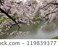 千鳥淵的櫻花 119839377