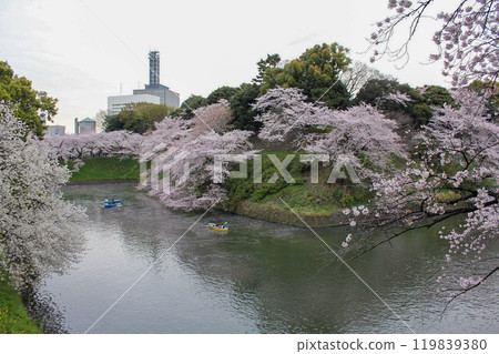 千鳥淵的櫻花 千鳥淵的櫻花 119839380