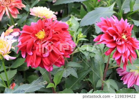 Red dahlia 119839422