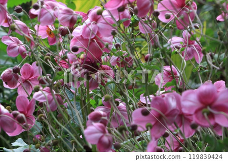 Cute pink flowers Cute pink flowers 119839424