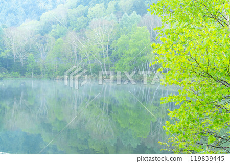 《Nagano Prefecture》 Fresh green Kido pond・Shiga Kogen in early summer 119839445