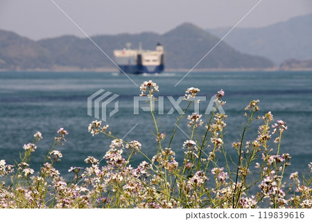 A car carrier and radishes heading to Saisei through the Kurushima Straits 119839616