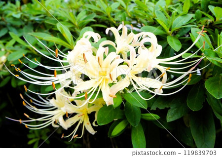 White cluster amaryllis White cluster amaryllis 119839703
