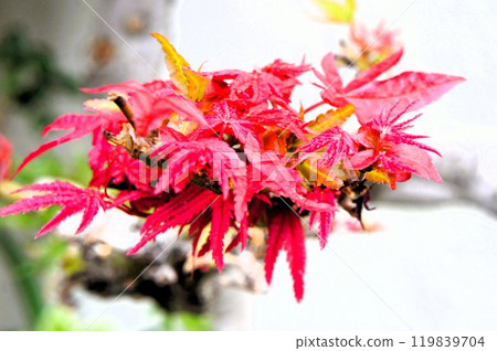 Colored autumn leaves 119839704