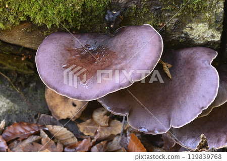 Omphalotus刺參 Omphalotus刺參 119839768