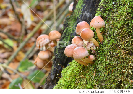 磚紅Hypholoma 119839779