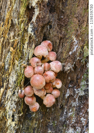 磚紅Hypholoma 119839780