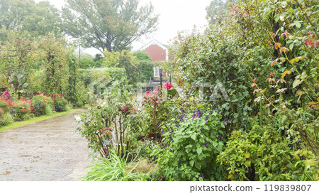 Autumn at Minato Mirai Park Autumn at Minato Mirai Park 119839807