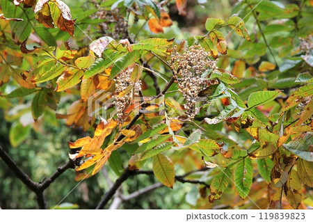 成熟裸果 119839823