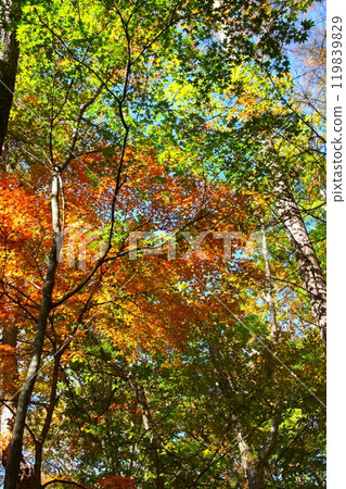 Mountain trees with autumn leaves 119839829