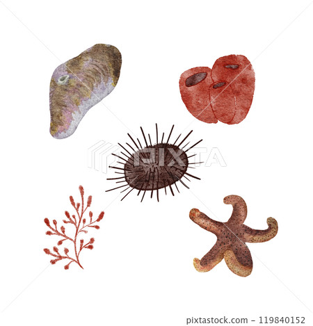 Sea urchin, shell, starfish, polyp seaweed watercolor hand-drawn set isolated on white. High quality illustration for notebooks, wrapping paper, fishing, menu, guides, stickers, diving and room design 119840152