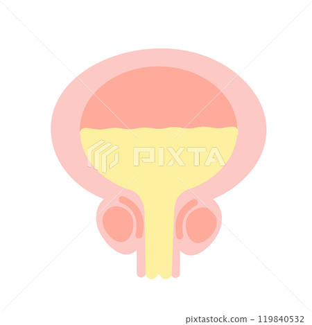 膀胱男性圖 膀胱男性圖 119840532