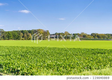 Wide farmland and blue autumn skies, Obihiro, Hokkaido 119840869