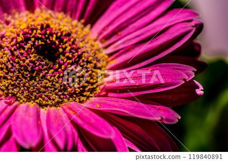 特寫非洲菊～春天的色彩～ 119840891