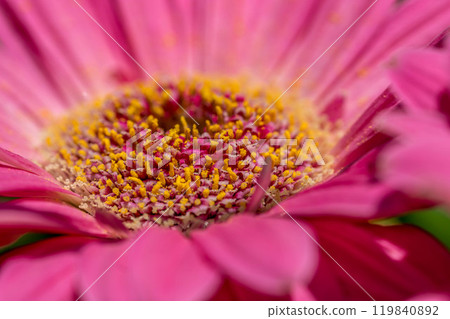 特寫非洲菊~春天的色彩~ 特寫非洲菊~春天的色彩~ 119840892