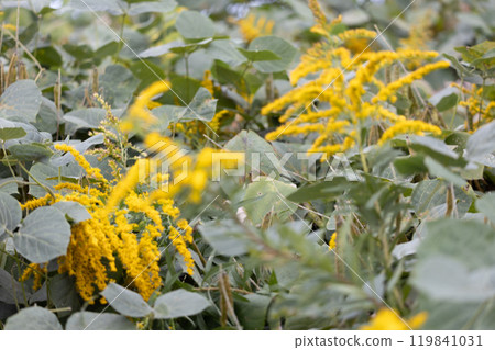 Seiitokawadassi 119841031