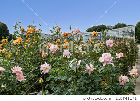 Tokyo Jindai Botanical Garden Rose Garden Autumn Rose Season Tokyo Jindai Botanical Garden Rose Garden Autumn Rose Season 119841171
