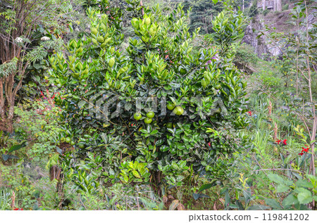 Orange plant with fruits Orange plant with fruits 119841202