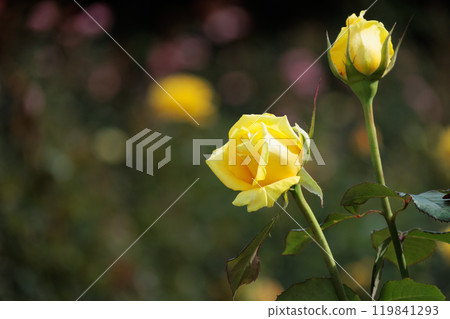 Yellow rose Yellow rose 119841293