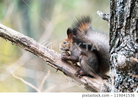 在樹上的Ezolith 在樹上的Ezolith 119841536