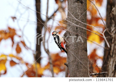紅頭啄木鳥“野鳥” 紅頭啄木鳥“野鳥” 119841701