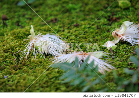 The hanging flowers that fell overnight 119841707