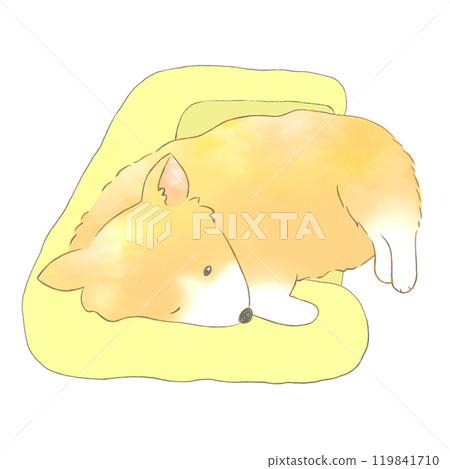 Corgi sleeping in bed Corgi sleeping in bed 119841710