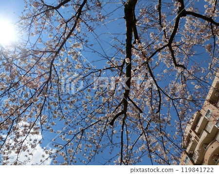 Cherry Blossom Scenery-32 Cherry Blossom Scenery-32 119841722