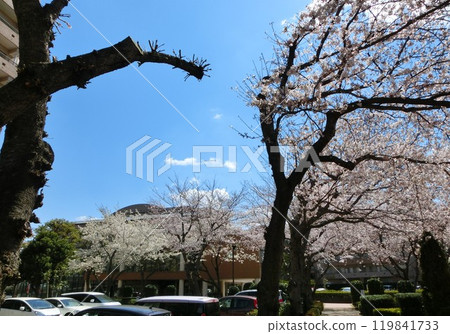 Cherry Blossom Scenery-37 119841733