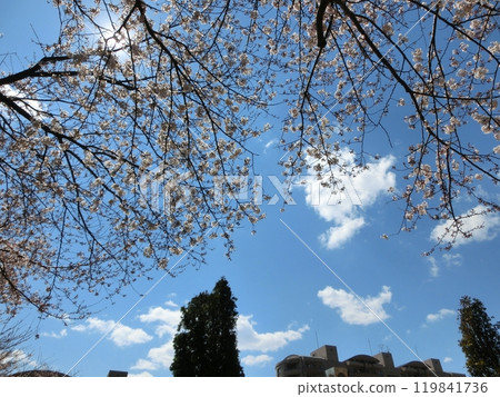Cherry Blossom Scenery-28 Cherry Blossom Scenery-28 119841736