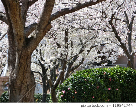 Cherry Blossom Scenery-46 Cherry Blossom Scenery-46 119841744