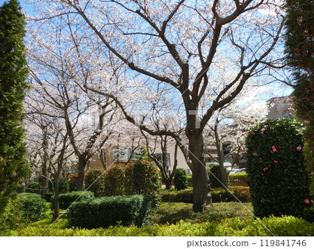 Cherry Blossom Scenery-48 119841746