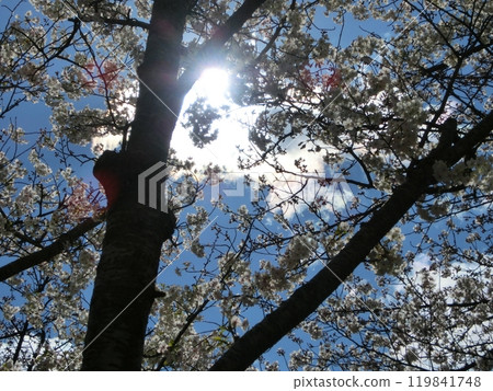 Cherry Blossom Scenery-51 119841748