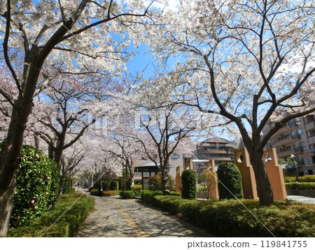 Cherry Blossom Scenery-76 Cherry Blossom Scenery-76 119841755