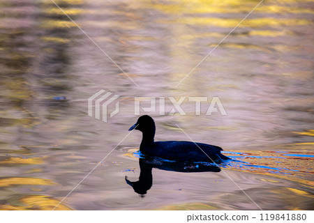Coots enjoying the autumn waterside 119841880