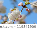 Double cherry blossom (variety: Ranran) 119841900
