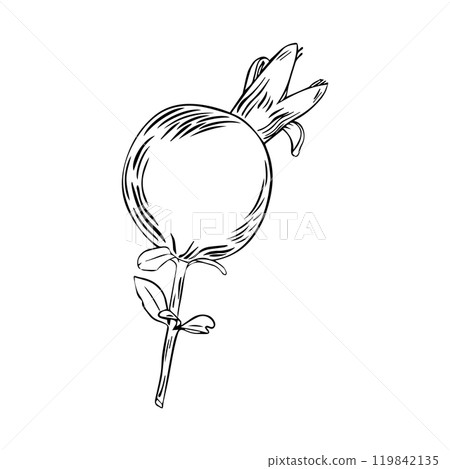 Pomegranate fruit drawn in flat style. Hand drawn illustration. Vector Pomegranate fruit drawn in flat style. Hand drawn illustration. Vector 119842135
