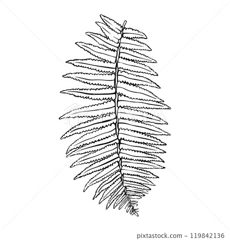 hand drawn fern illustration. fern outline sketch. leaves of ferns. Vector illustration. hand drawn fern illustration. fern outline sketch. leaves of ferns. Vector illustration. 119842136