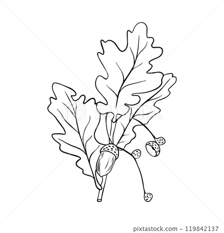 Hand drawn oak leaves composition, vector illustration on white background Hand drawn oak leaves composition, vector illustration on white background 119842137