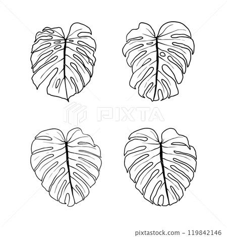 Set of monstera leaves. Black outline of monstera leaf vector illustration. Isolated Set of monstera leaves. Black outline of monstera leaf vector illustration. Isolated 119842146