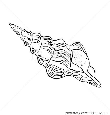Vector Seashell. Hand drawn illustration of sea Shell on isolated background. Drawing of Scallop 119842153