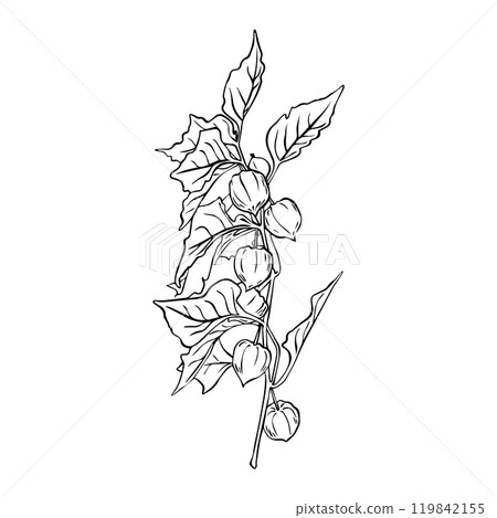 Physalis branch composition. Physalis vector illustration. Simple line drawing Superfood  119842155