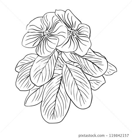 Flower arrangement of catharanthus with leaves hand drawn in sketch style. Periwinkle flower. Flower arrangement of catharanthus with leaves hand drawn in sketch style. Periwinkle flower. 119842157