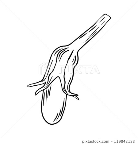 Pencil sketch of eggplant on white background. Autumn hand drawn illustration. Flat design.  119842158