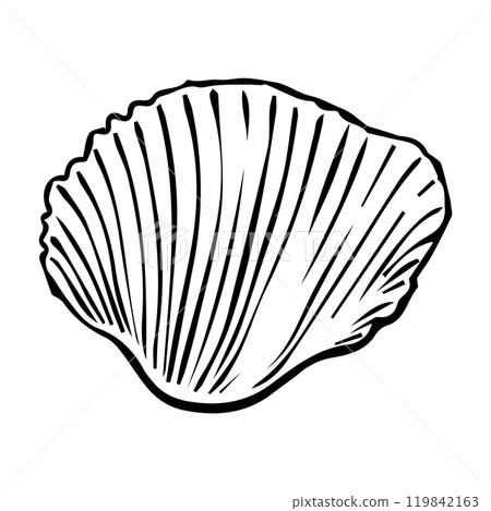 Vector Seashell. Hand drawn illustration of sea Shell on isolated background. Drawing of Scallop  119842163