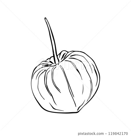 Vector illustration of physalis. Simple line drawing Superfood Physalis Tsiplukan Fruit 119842170